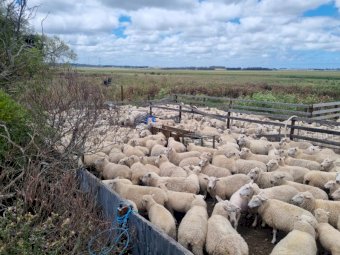 700 x Composite Ewe Dispersal