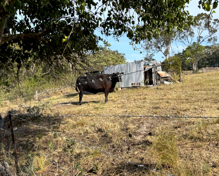 Black Angus Heifer