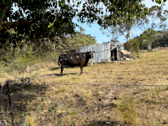 Black Angus Heifer