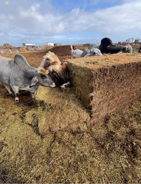 Cavalcade Hay 8X4X3 Large Square Bales