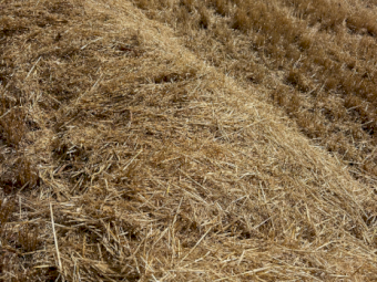 150mt Barley Straw 8x4x3 Bales