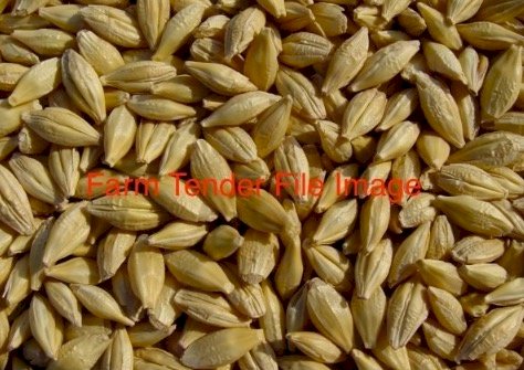 Malt Barley