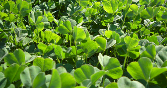 WANTED - Sub Clover Hay Large Square Bales Only