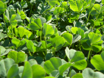 WANTED - Sub Clover Hay Large Square Bales Only