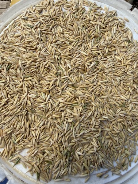 Organic Echidna Oats