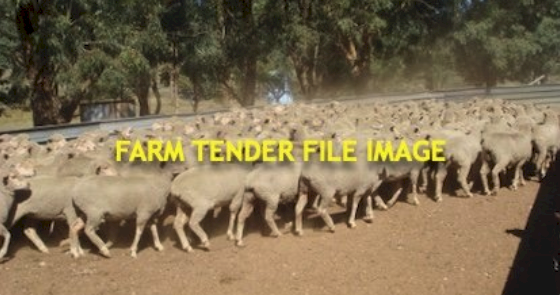 2025 Pepperton Poll Dorset Rams - High Lambplan OJDMM3