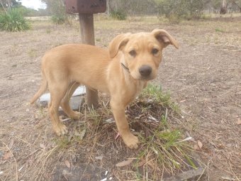 Kelpie Pup