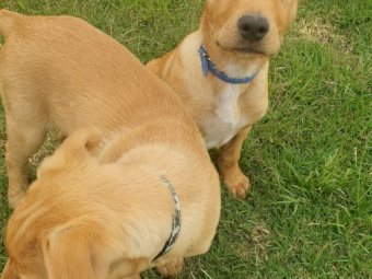 Kelpie Pup