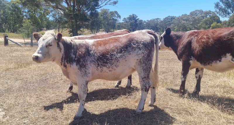 18 x Shorthorn Hereford Cross Heifers