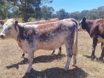 18 x Shorthorn Hereford Cross Heifers