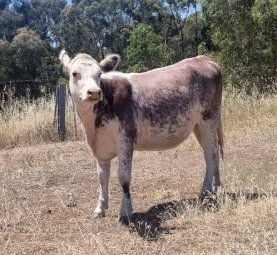 18 x Shorthorn Hereford Cross Heifers