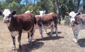 18 x Shorthorn Hereford Cross Heifers