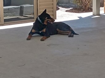 Kelpie Working Dog