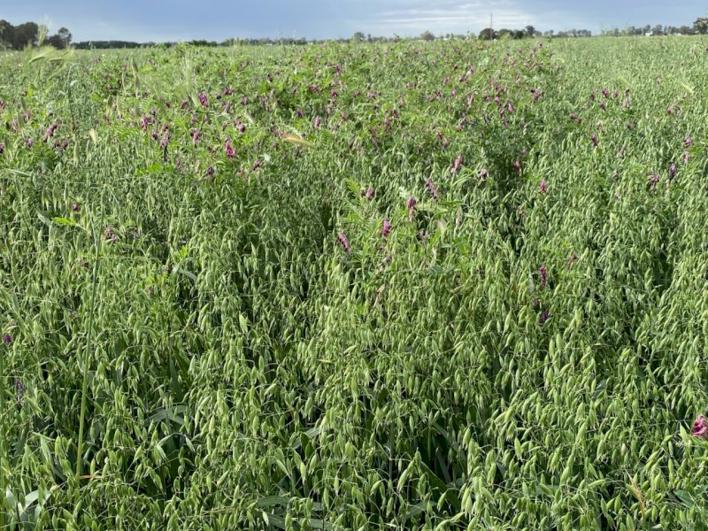135 X Oaten Vetch 5X4 Round Bales