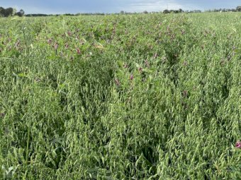 135 X Oaten Vetch 5X4 Round Bales