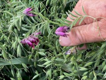 135 X Oaten Vetch 5X4 Round Bales