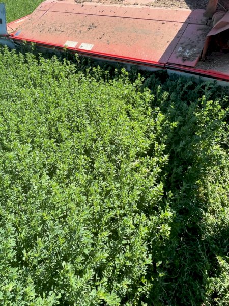 16 X Lucerne Silage 4X4 Round Bales