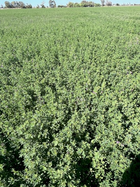 120 X Lucerne Hay 2nd Cut 5X4 Round Bales