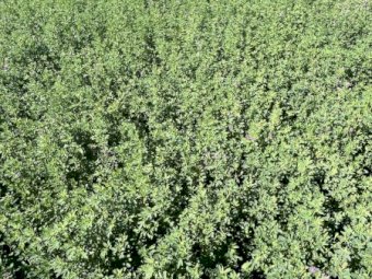 120 X Lucerne Hay 2nd Cut 5X4 Round Bales