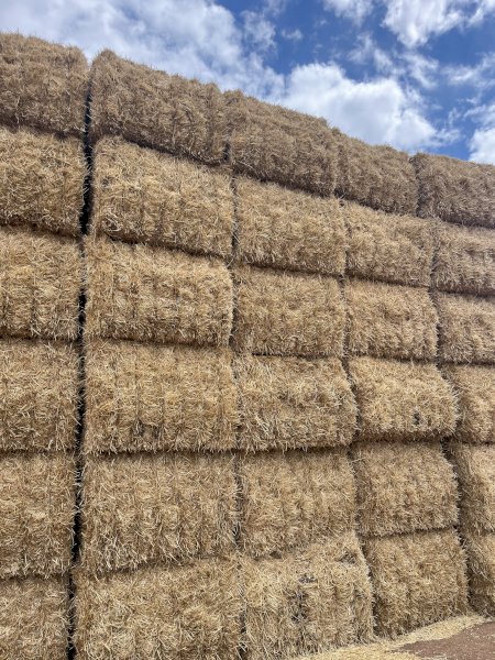 Irrigated Barley Straw 500 Bales