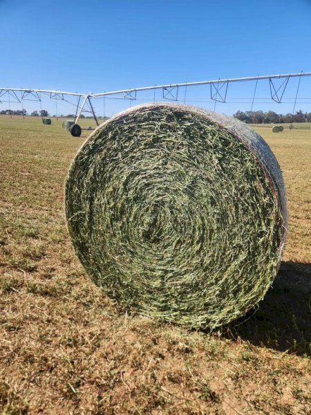 280 Lucerne Rolls