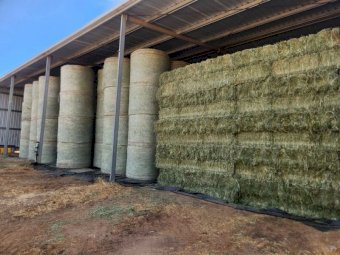 280 Lucerne Rolls