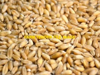 WANTED Triticale Seed