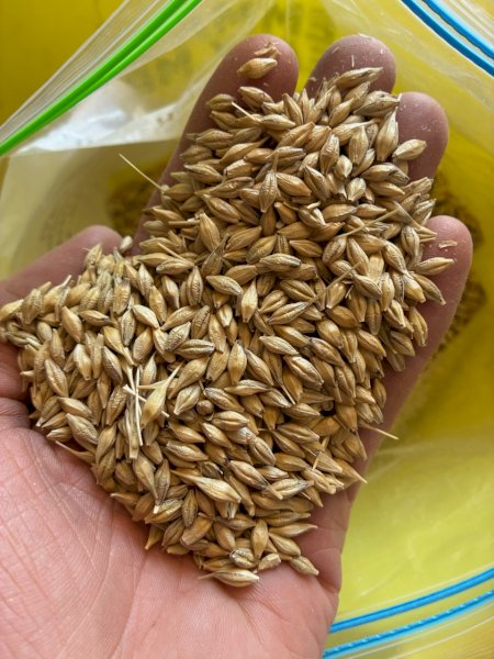 1000MT Maximus Barley
