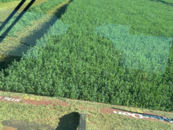 2000 Lucerne Hay Small Square Bales