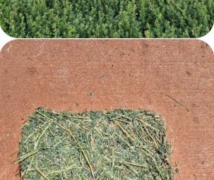2000 Lucerne Hay Small Square Bales