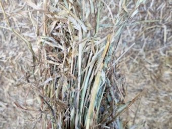 90mt Oaten Hay 480kg 8x4x3 Bales