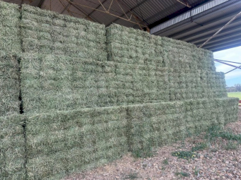 Lucerne Hay in 21 Bale Baron Packs
