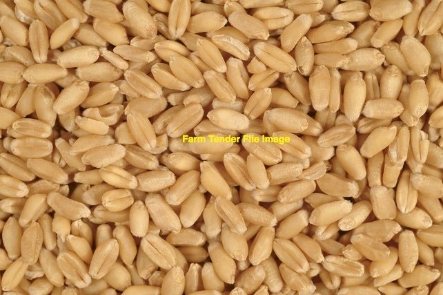 WANTED High Protien Wheat