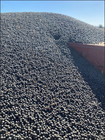 Popany Vetch Seed