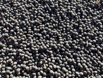 Popany Vetch Seed