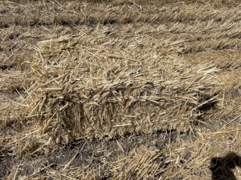 Wheaten Straw Small Square Bales x 1000