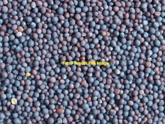 80 mt  Popany Vetch