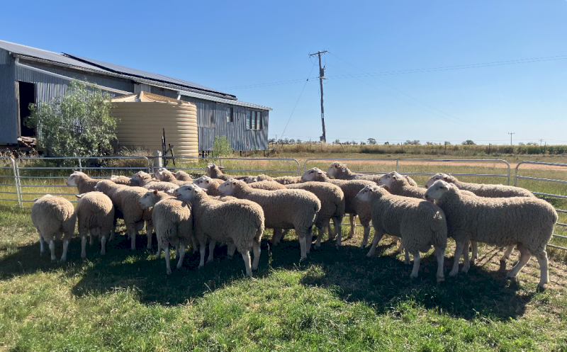White Suffolk Rams x 20