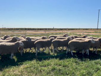 White Suffolk Rams x 20