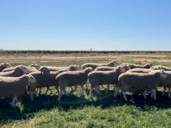 White Suffolk Rams x 20