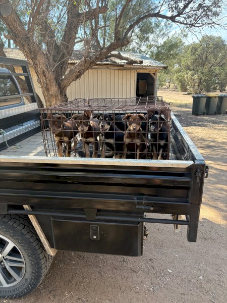 Kelpie Pups