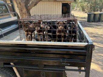 Kelpie Pups