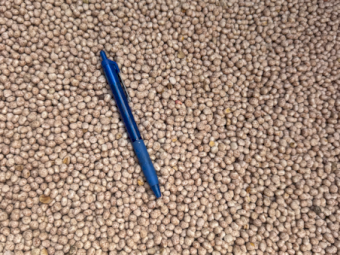 25mt Bateman Lupins