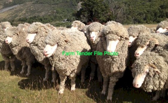 400 x Merino Ewes