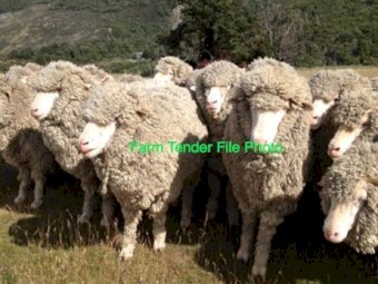 400 x Merino Ewes