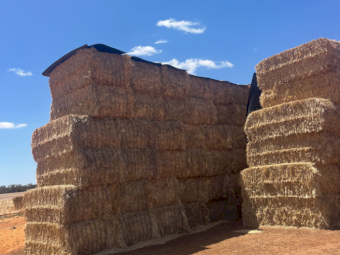 260mt Barley Hay 650-680kg 8x4x3 Bales