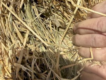 Ryegrass and Clover Hay