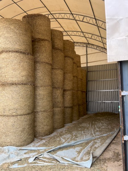 250 Bales Oaten Hay Shedded