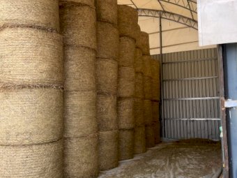 250 Bales Oaten Hay Shedded
