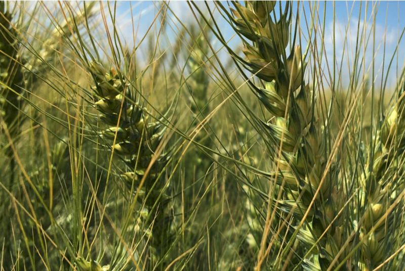 Hellfire Wheat Seed